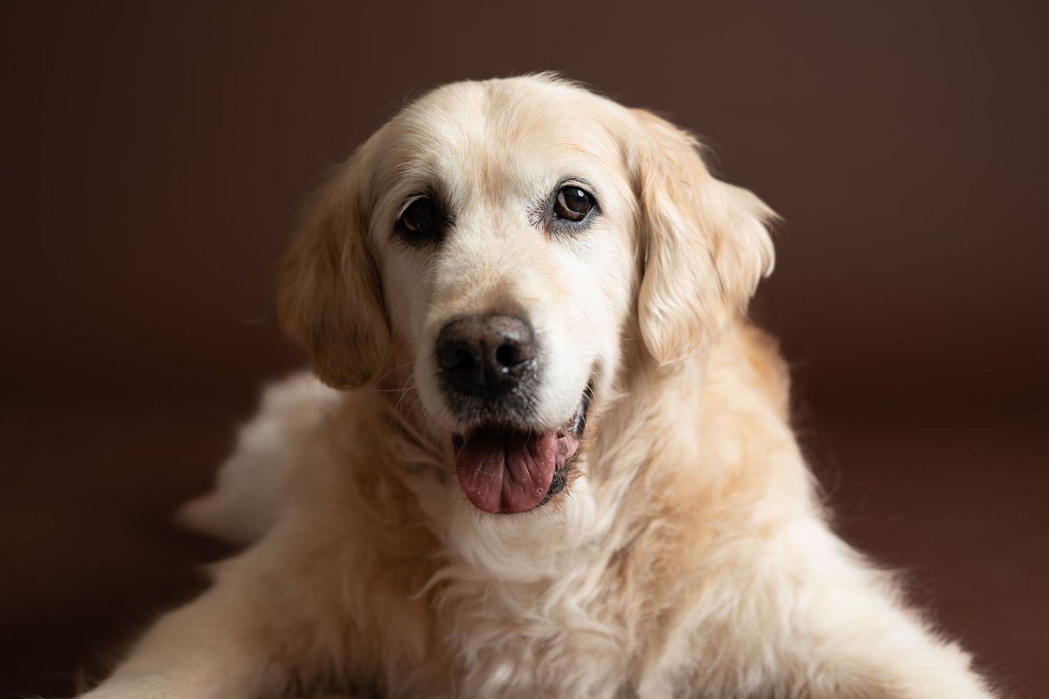 A smiling Golden Retriever with cream colored fur poses against a dark brown background.