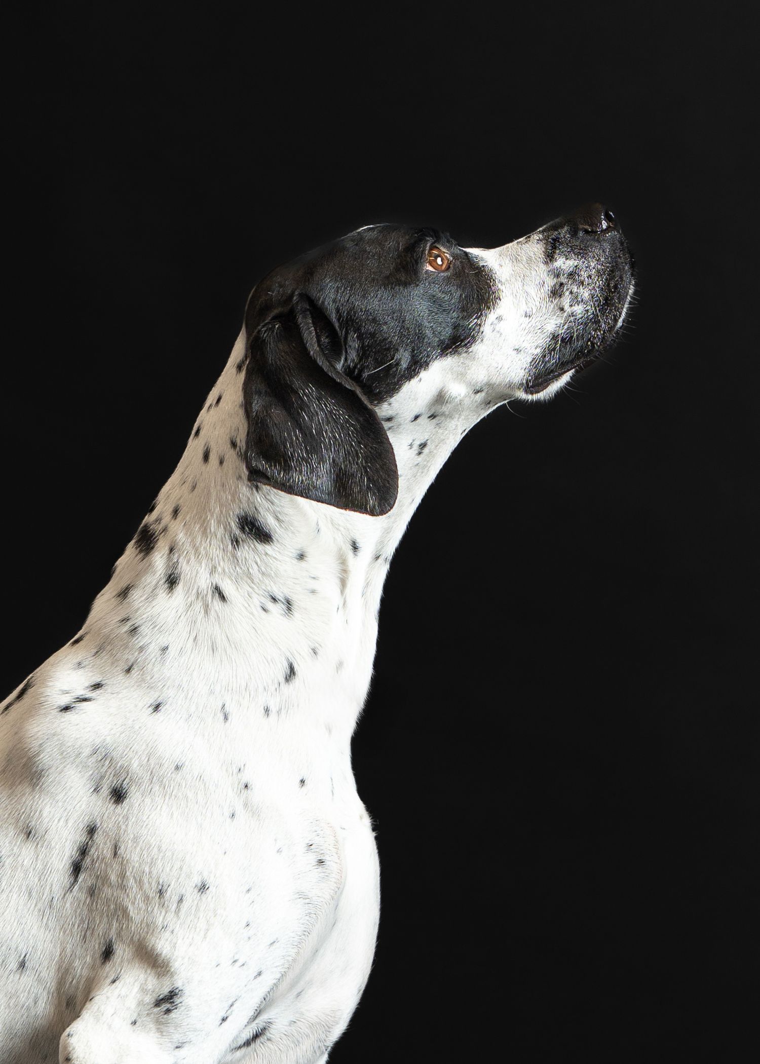 English Pointer dog with black and white spotted coat looking up against dark background.