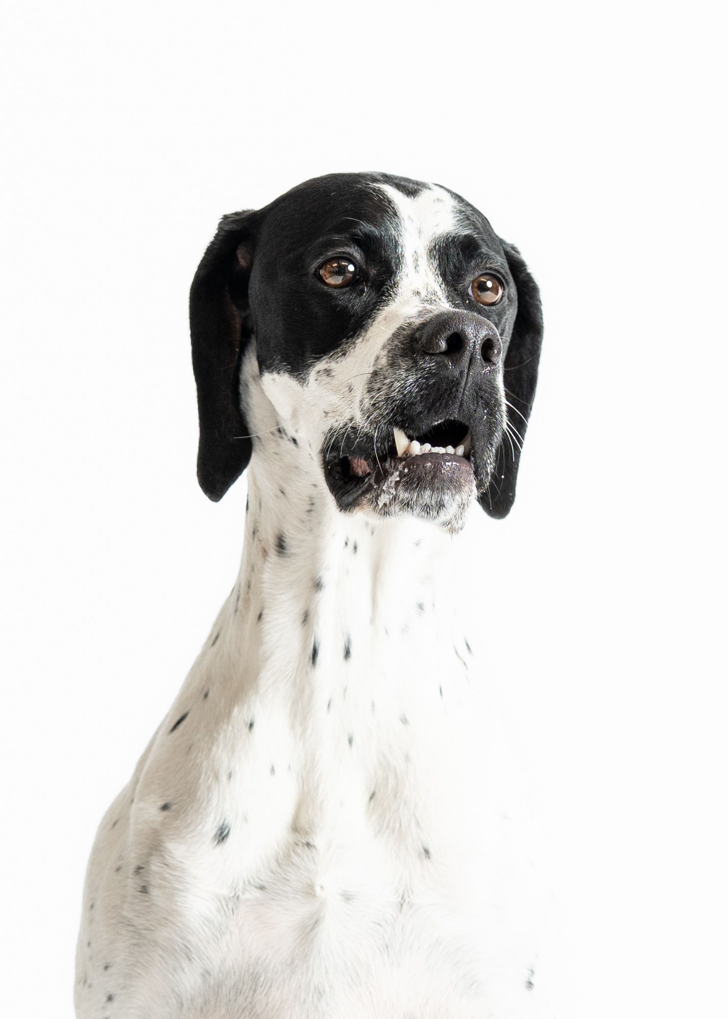 Black and white dog making four different silly facial expressions in a series of portrait photos.