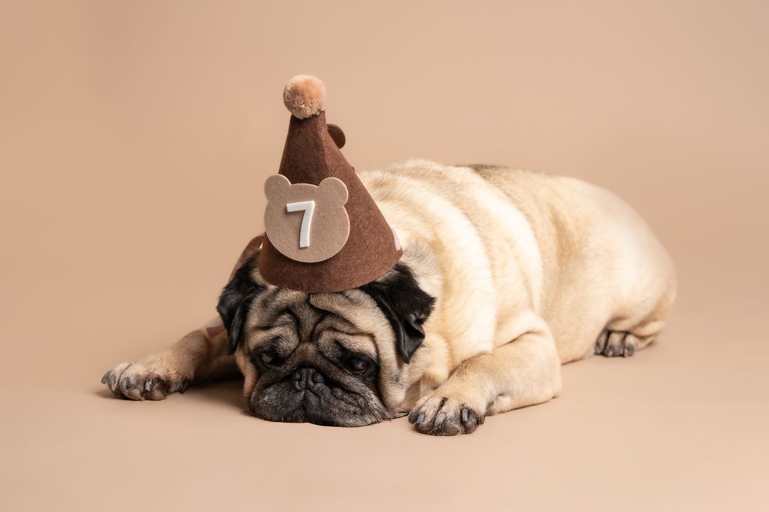 Two pug dogs lying down on beige background in studio lighting creating soft shadows and reflections.