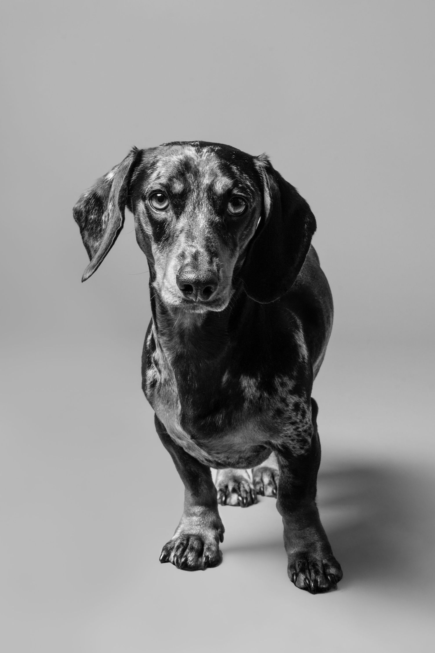 A black and white photo series showing different angles of a dachshund dog in dramatic lighting against a white backdrop.