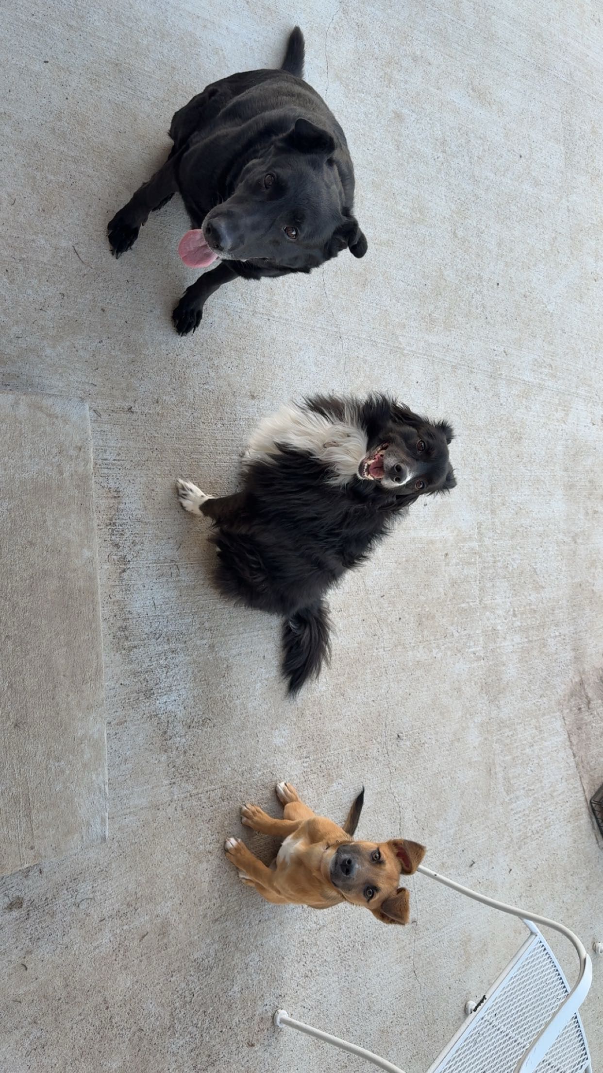 Three dogs on concrete floor - a black German shepherd, a black/white border collie, and a small brown border collie/German shepherd mix.