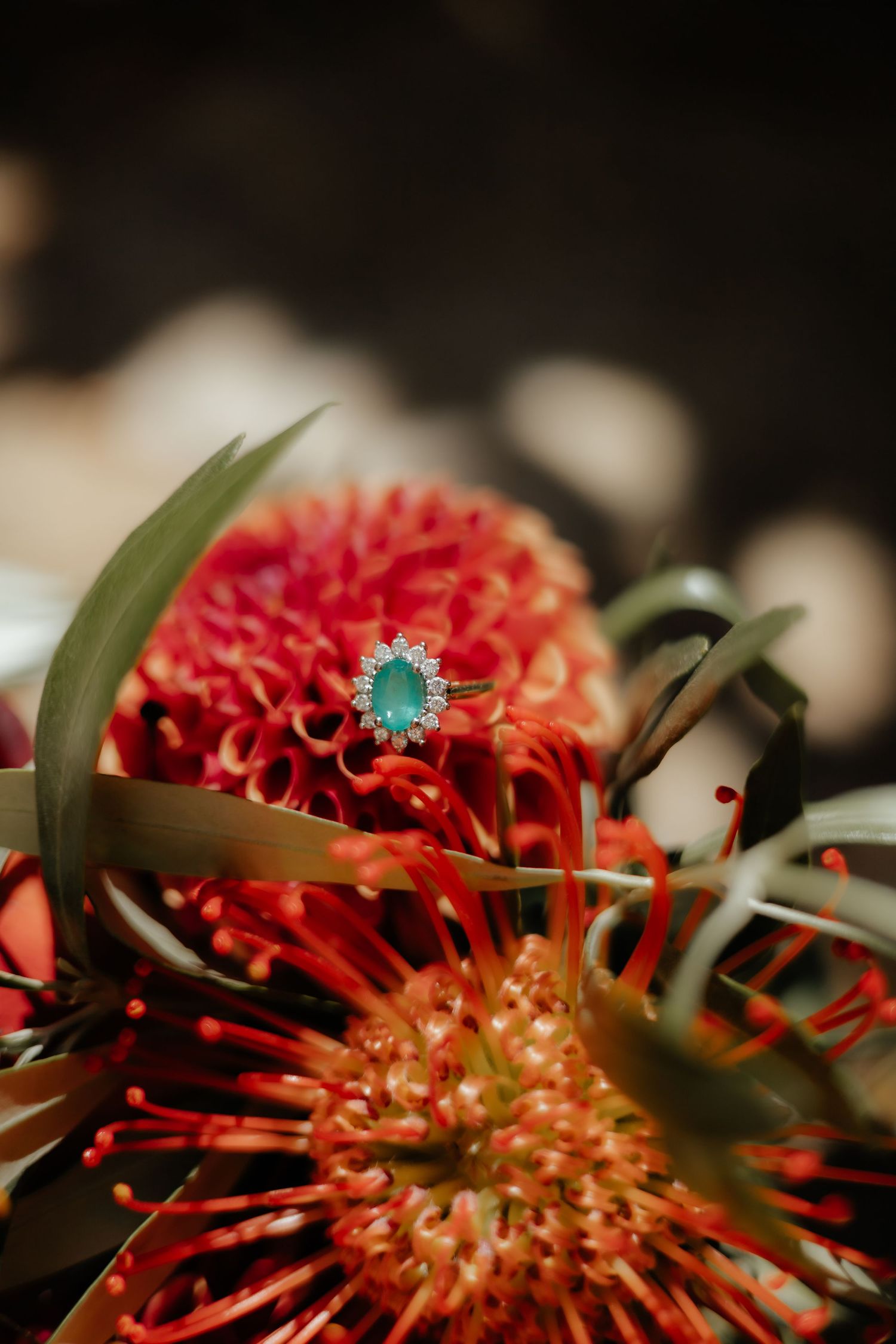Turquoise engagement ring displayed on vibrant red dahlia and protea flowers with green foliage in moody lighting.