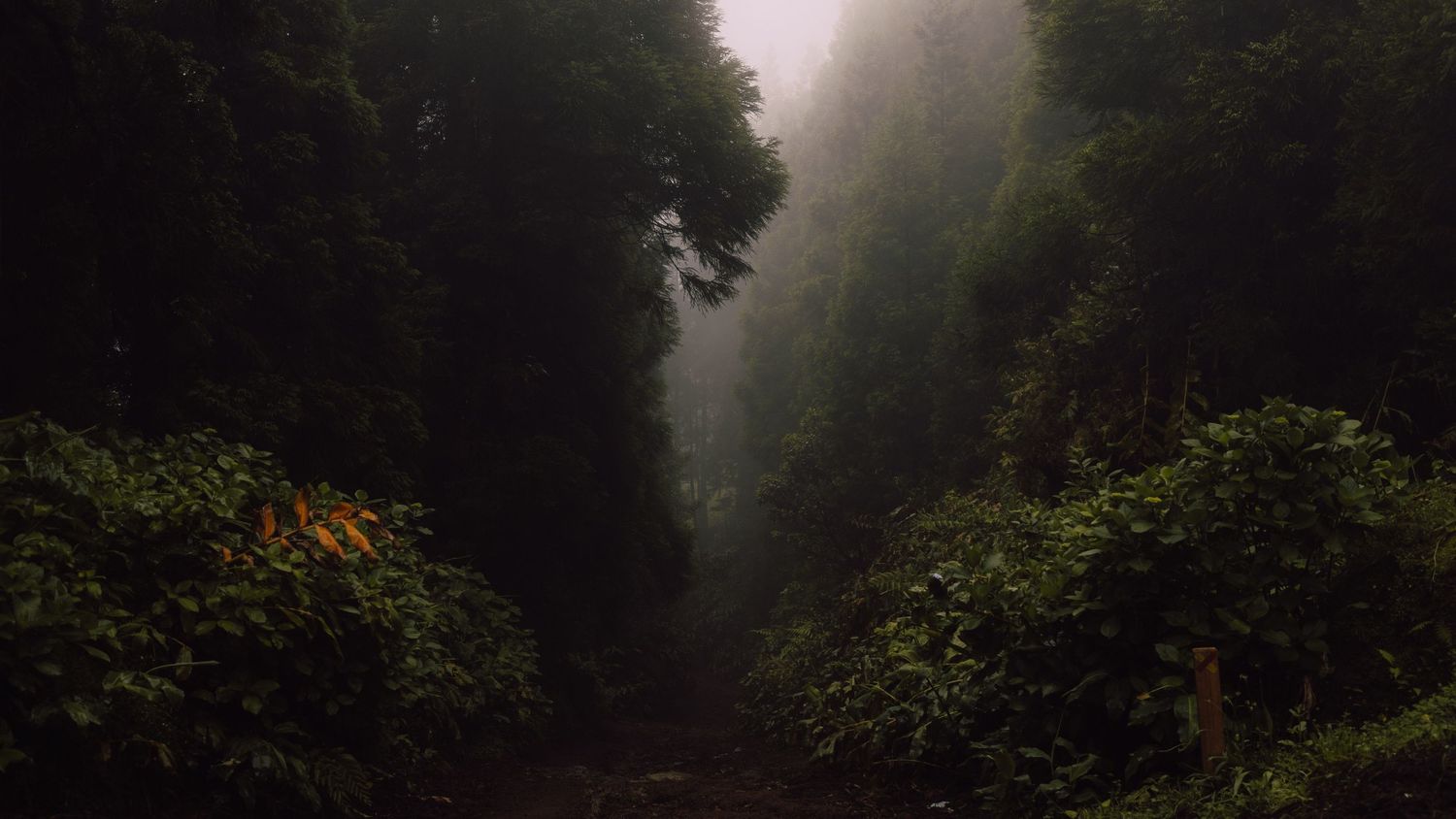 Dark, misty forest path with dense foliage on both sides.