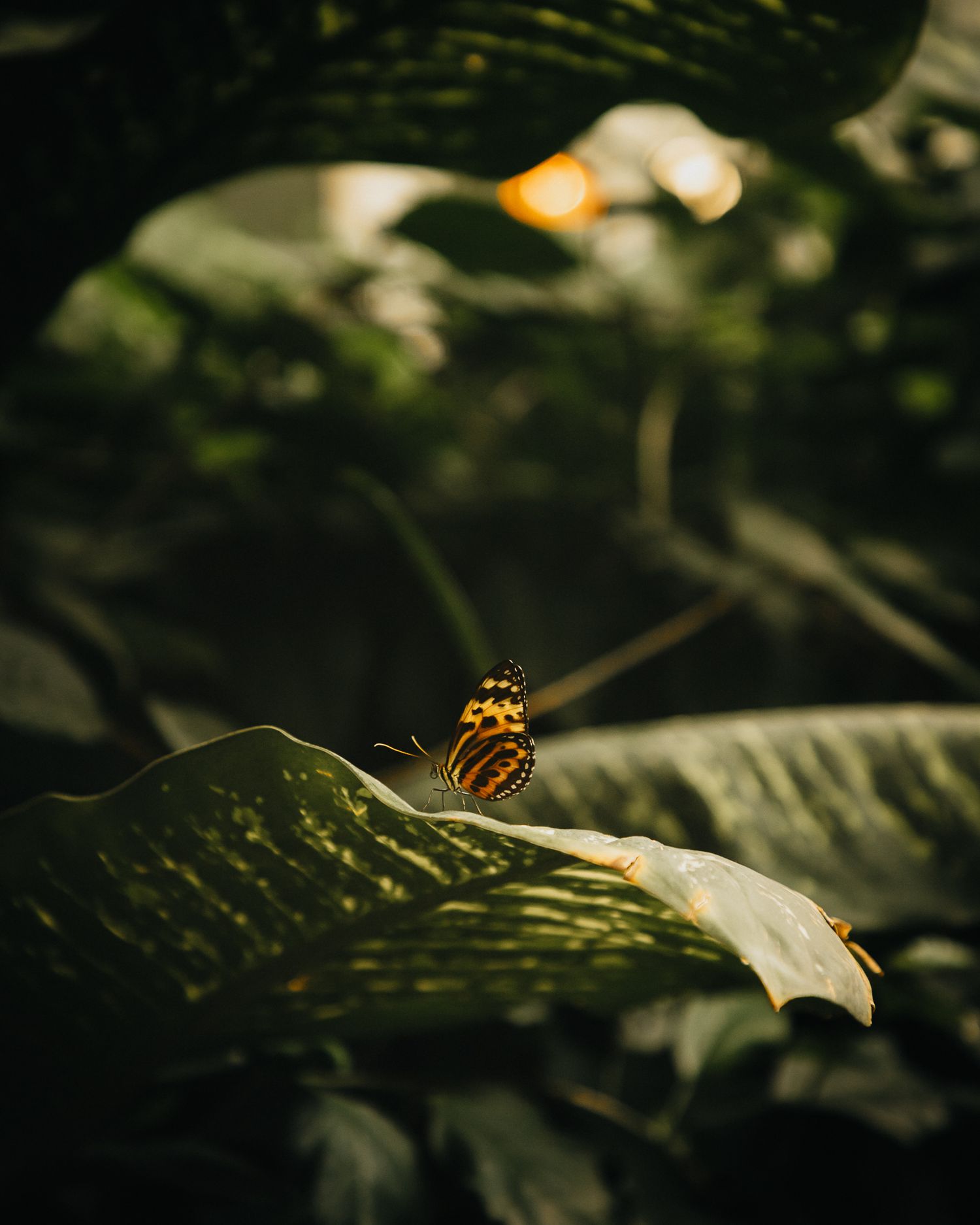 A monarch butterfly perches on a large leaf in moody lighting.