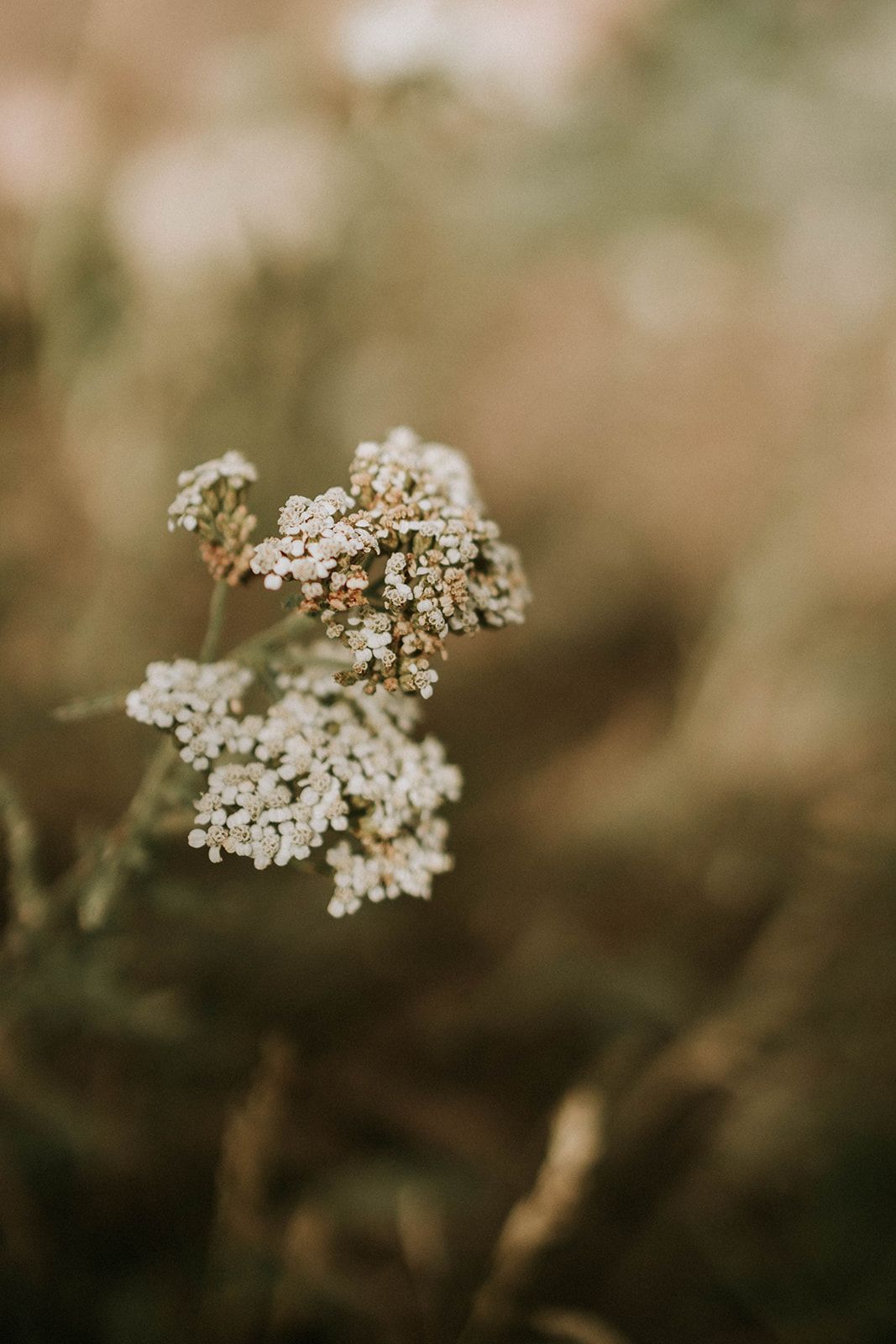 Delicate white wildflowers in soft focus with blurred brown and green natural background.