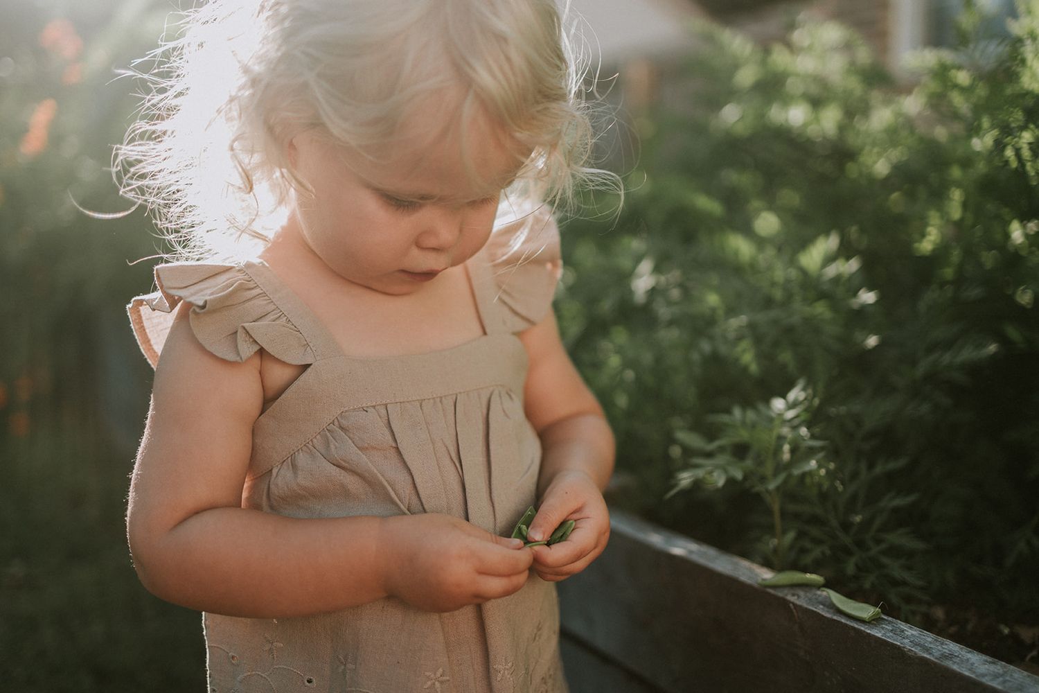 Sun-lit portrait of small child in beige dress examining something in garden setting.