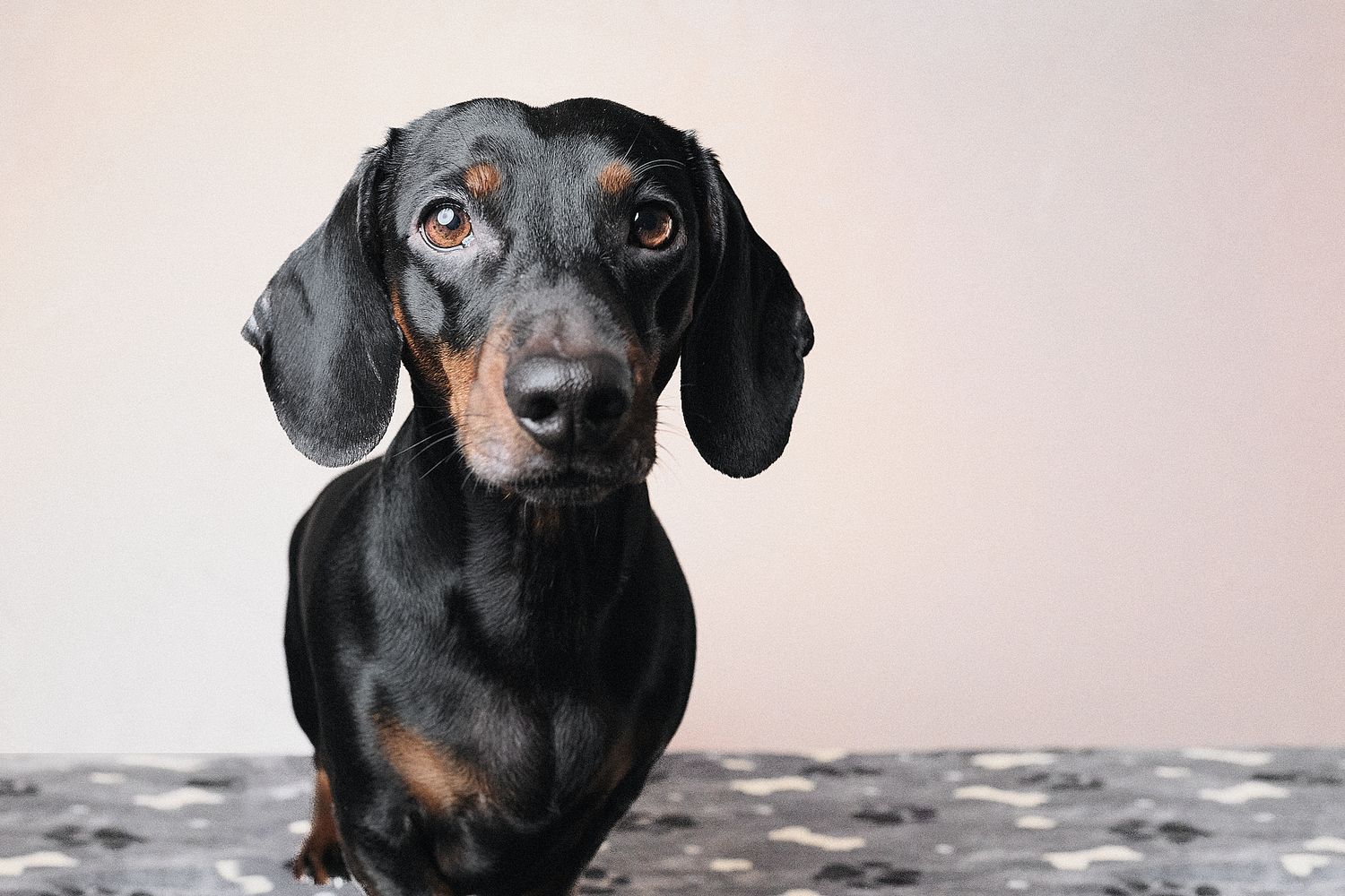 Martyn T. Cain is a professional lifestyle and brand photographer based in Ayrshire, Scotland: Dog