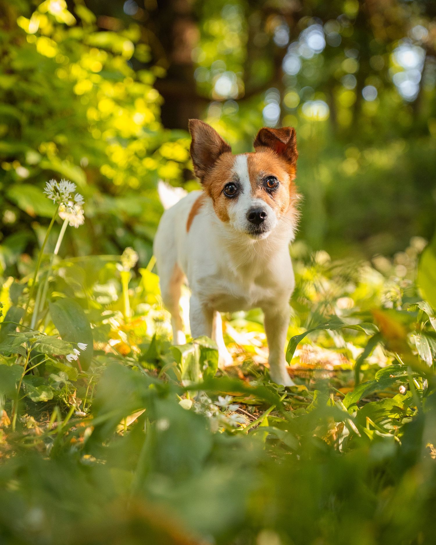 Martyn T. Cain is a professional lifestyle and brand photographer based in Ayrshire, Scotland: Dog