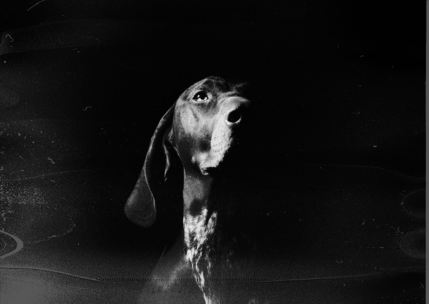 Martyn T. Cain is a professional lifestyle and brand photographer based in Ayrshire, Scotland: Dog