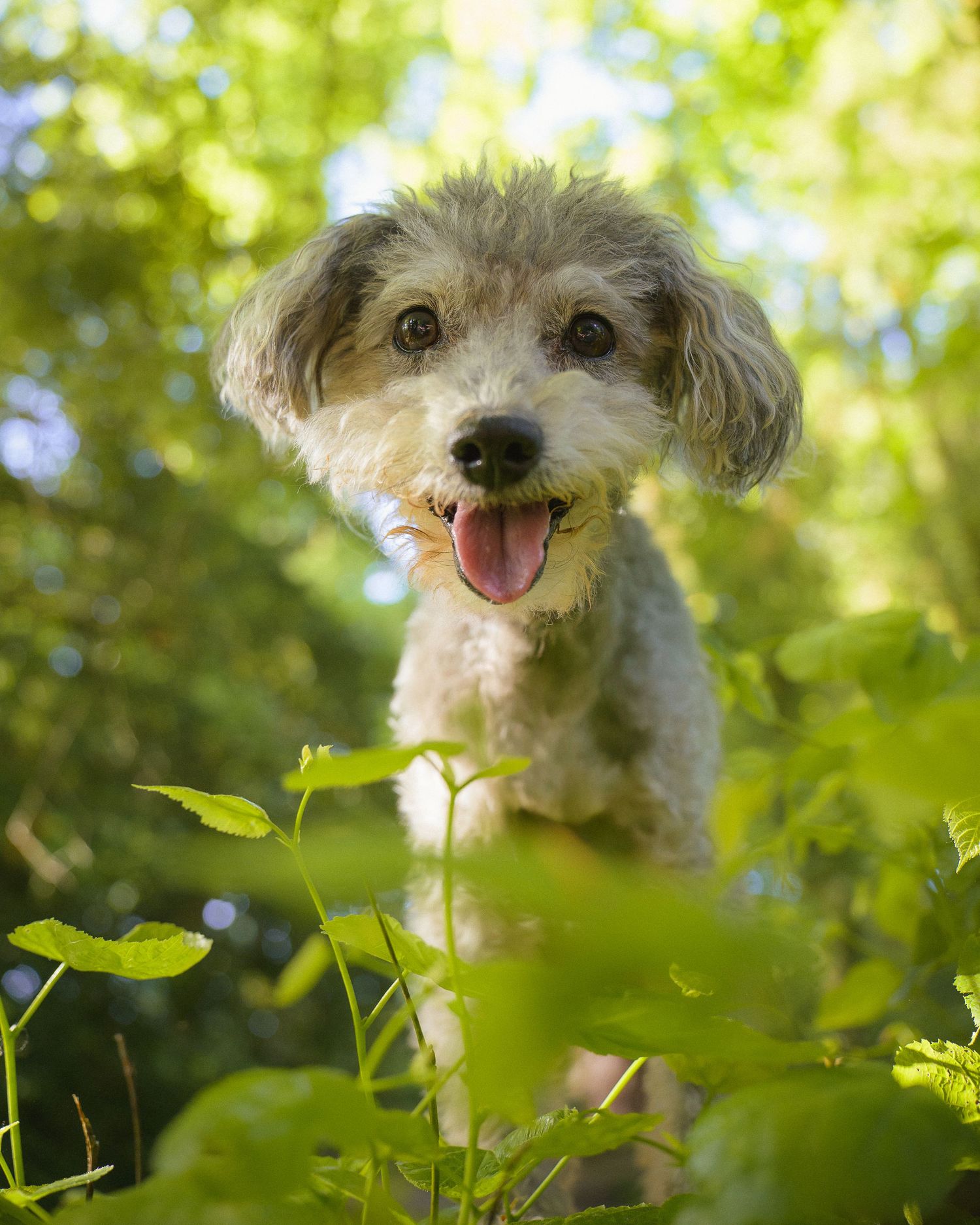 Martyn T. Cain is a professional lifestyle and brand photographer based in Ayrshire, Scotland: Dog