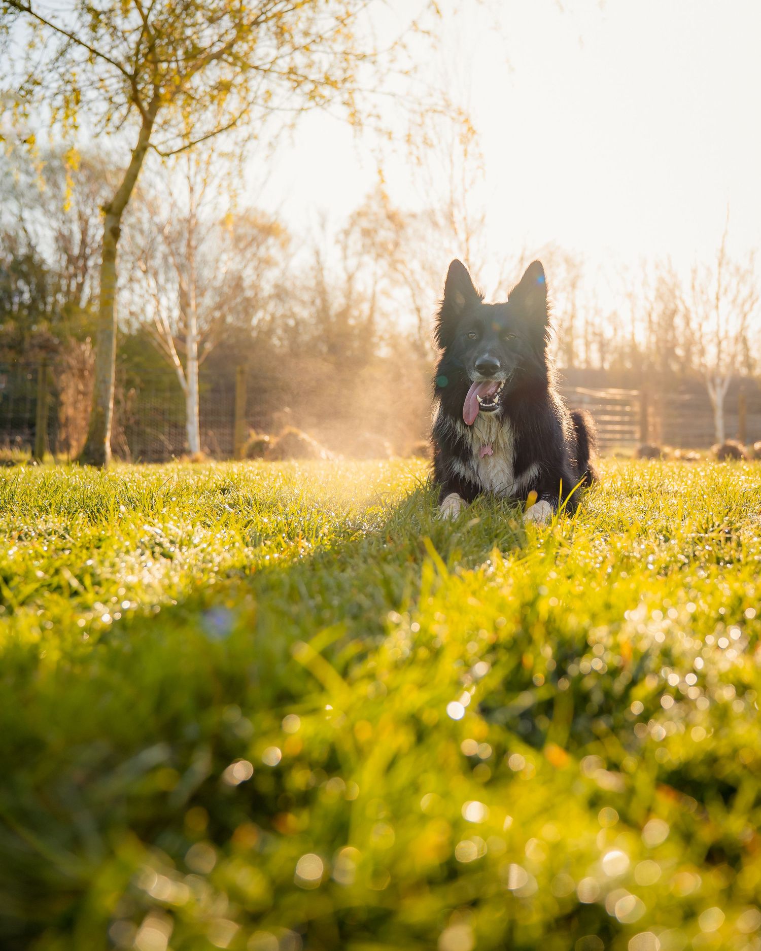 Martyn T. Cain is a professional lifestyle and brand photographer based in Ayrshire, Scotland: Dog