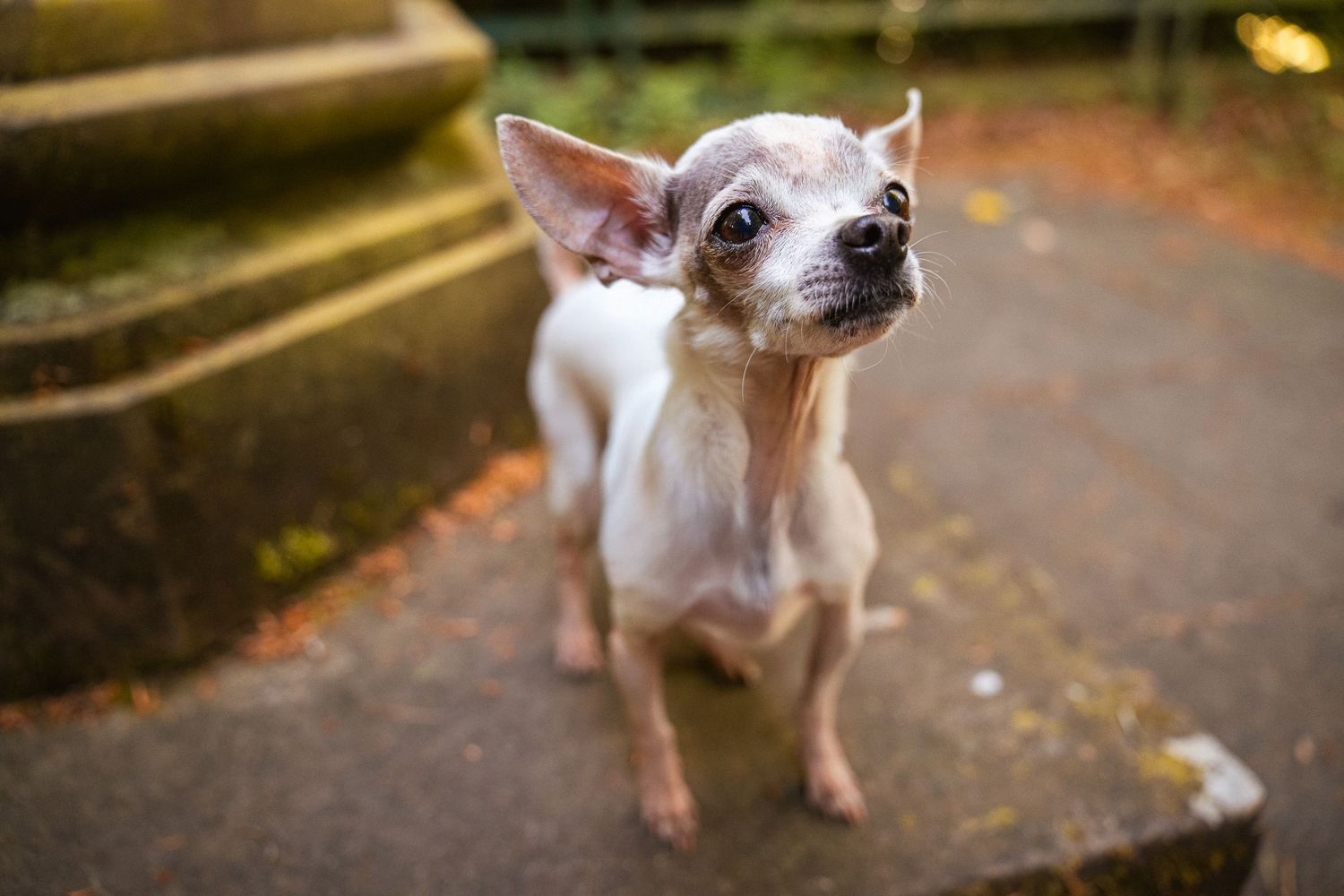 Martyn T. Cain is a professional lifestyle and brand photographer based in Ayrshire, Scotland: Dog