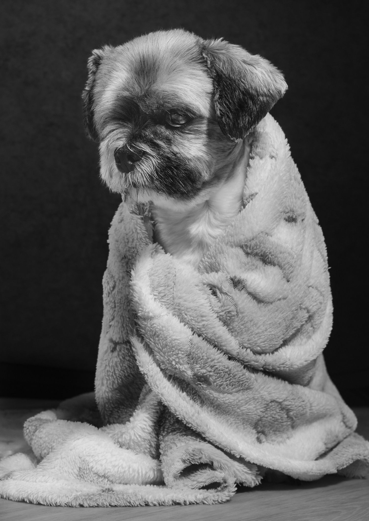 Martyn T. Cain is a professional lifestyle and brand photographer based in Ayrshire, Scotland: Dog