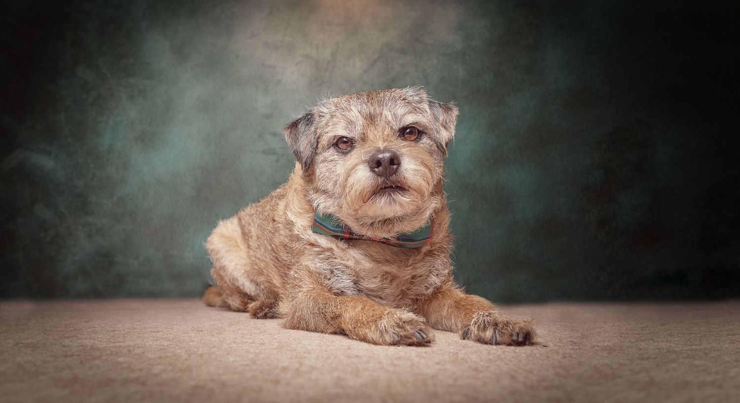 Martyn T. Cain is a professional lifestyle and brand photographer based in Ayrshire, Scotland: Dog