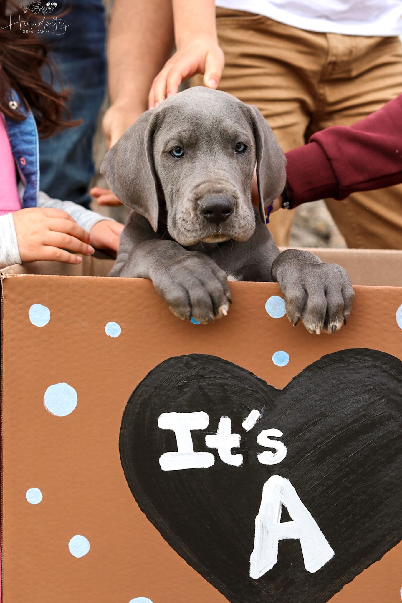 Great Dane Photo Gallery | Stunning Images of Hundeity Great Danes