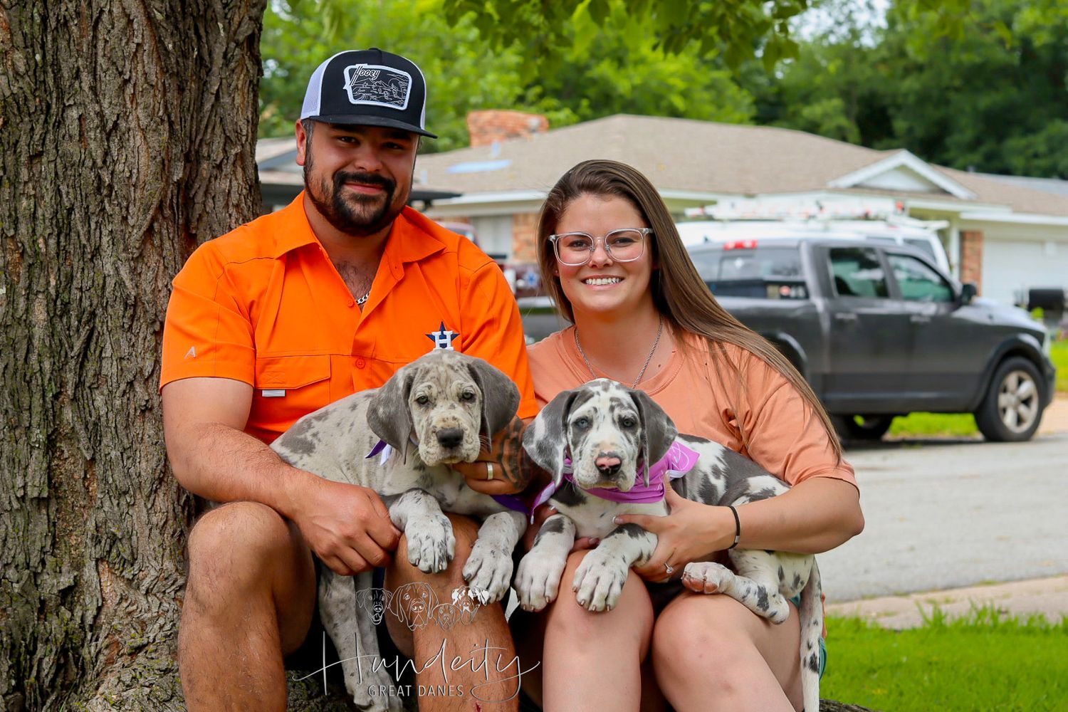 Great Dane Photo Gallery | Stunning Images of Hundeity Great Danes