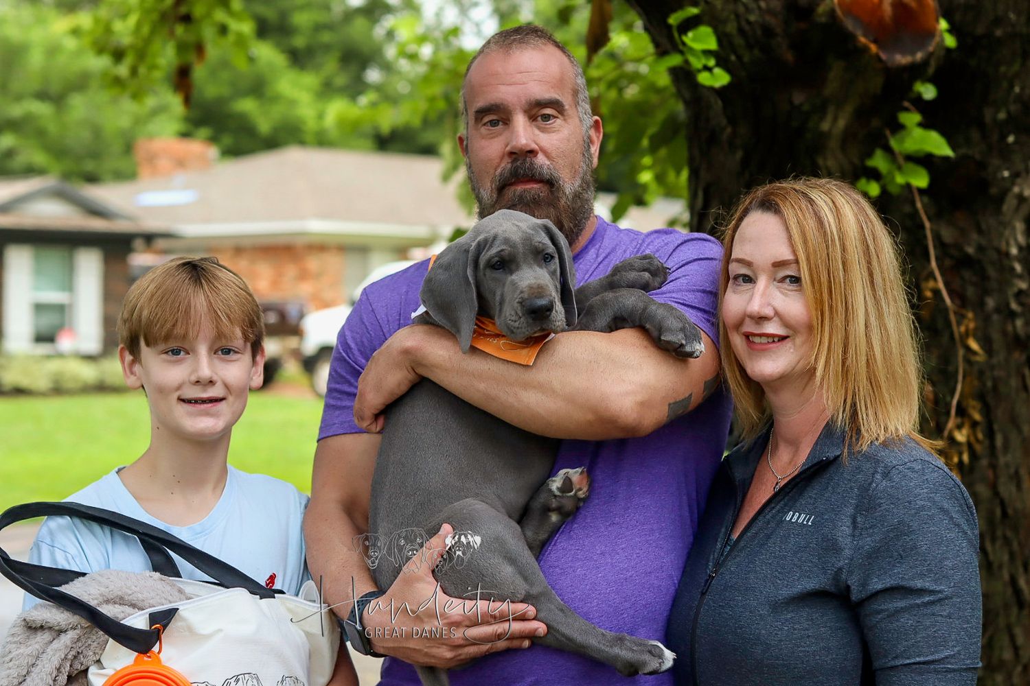 Great Dane Photo Gallery | Stunning Images of Hundeity Great Danes