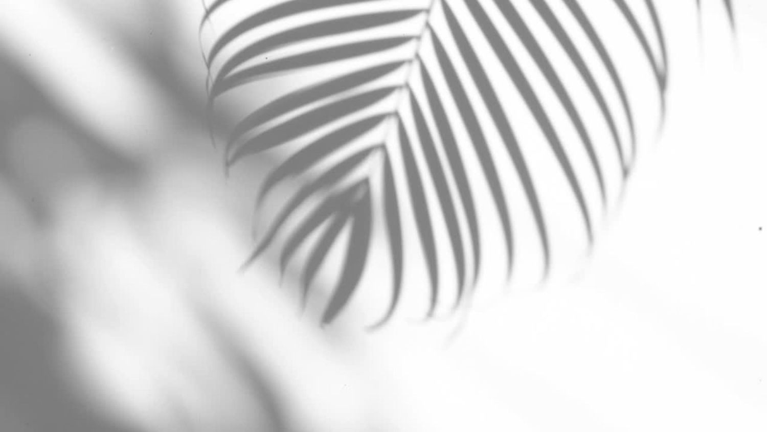 Palm leaves cast delicate shadows and patterns on a crisp white surface, creating an elegant tropical minimalist design.