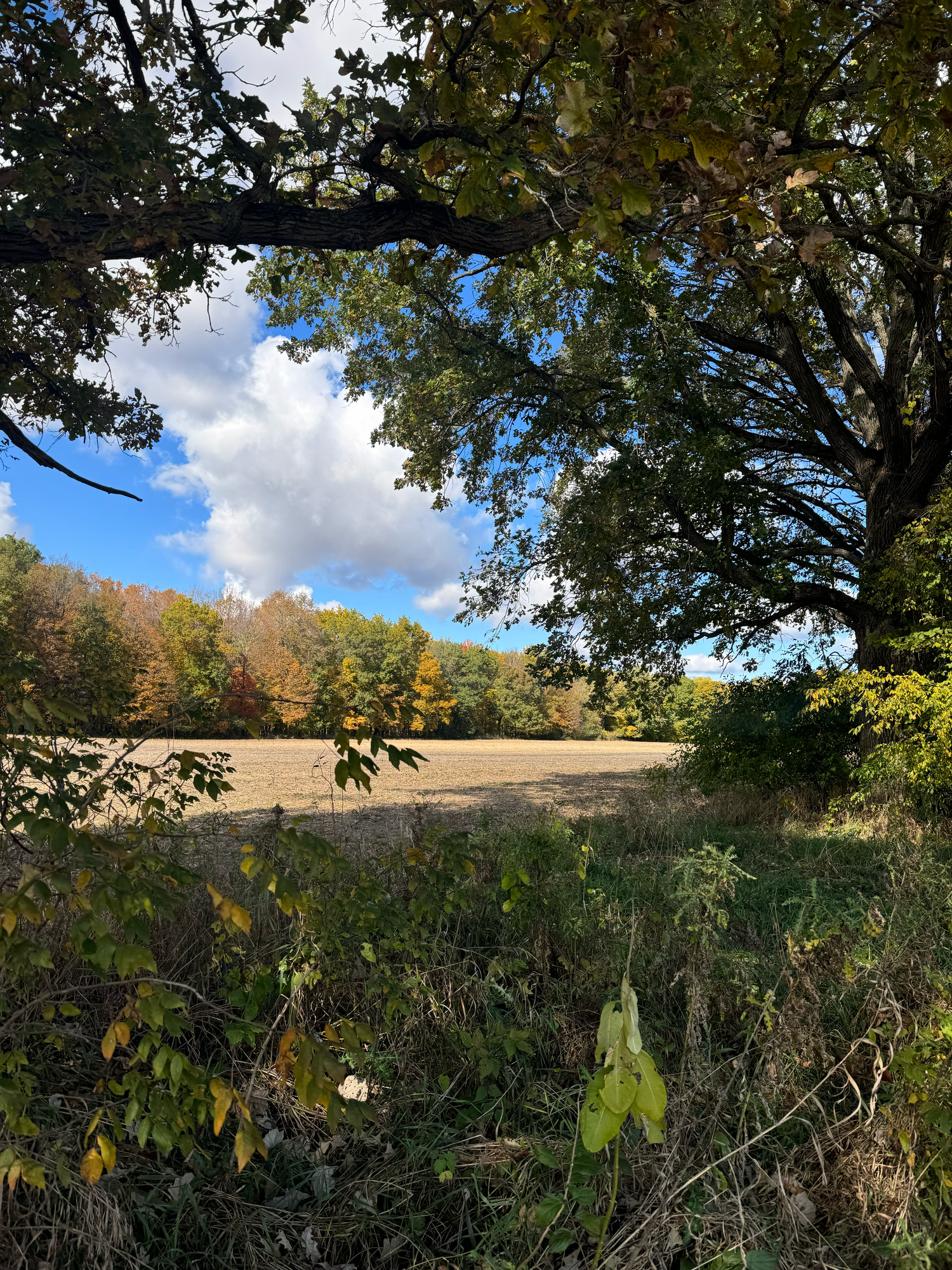 Decorah Woods Ozaukee Washington Land Trust Wisconsin Photographer West Bend
