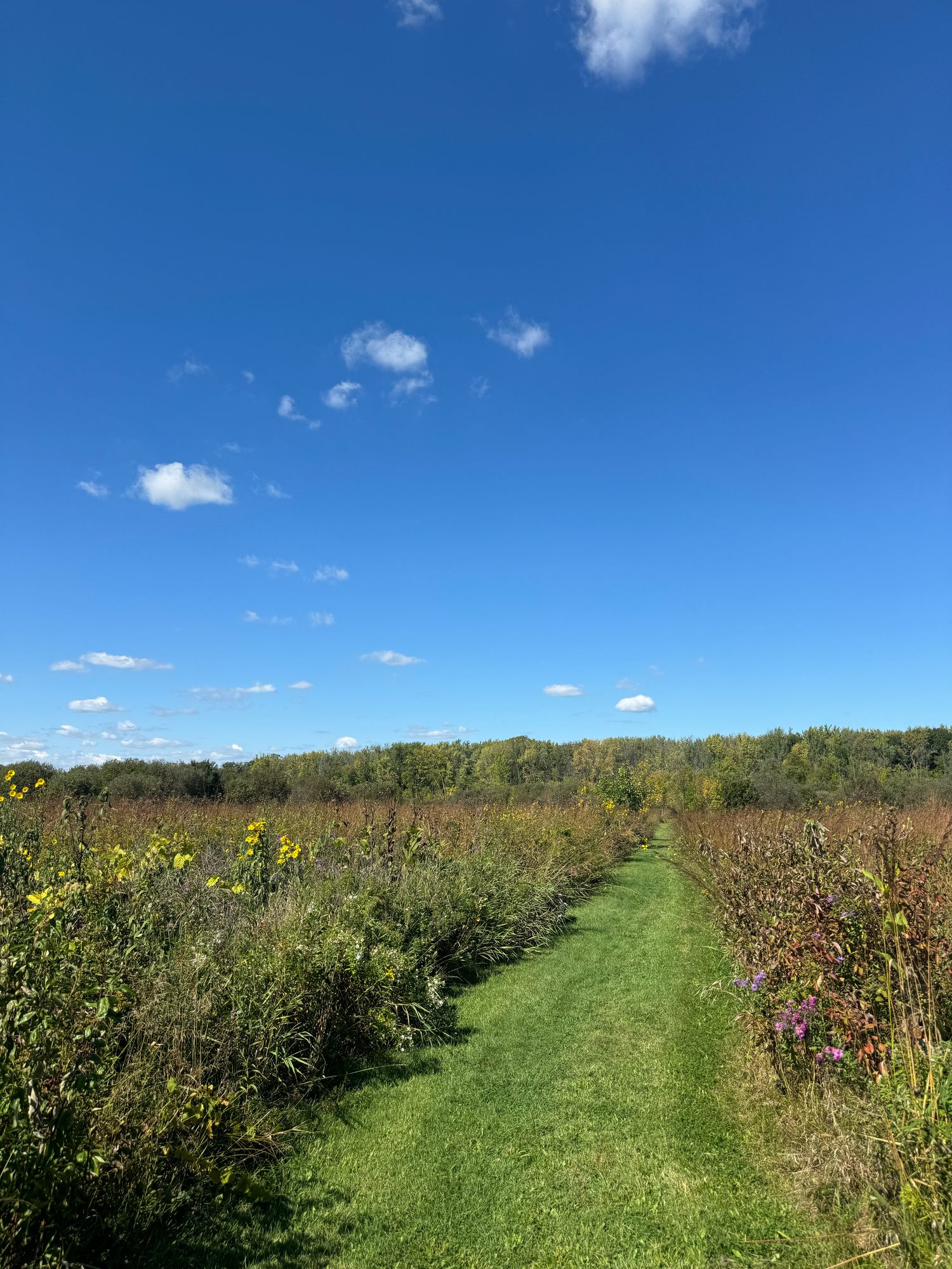 Fellenz Woods Ozaukee Washington Land Trust Wisconsin Photographer West Bend Trenton Myra