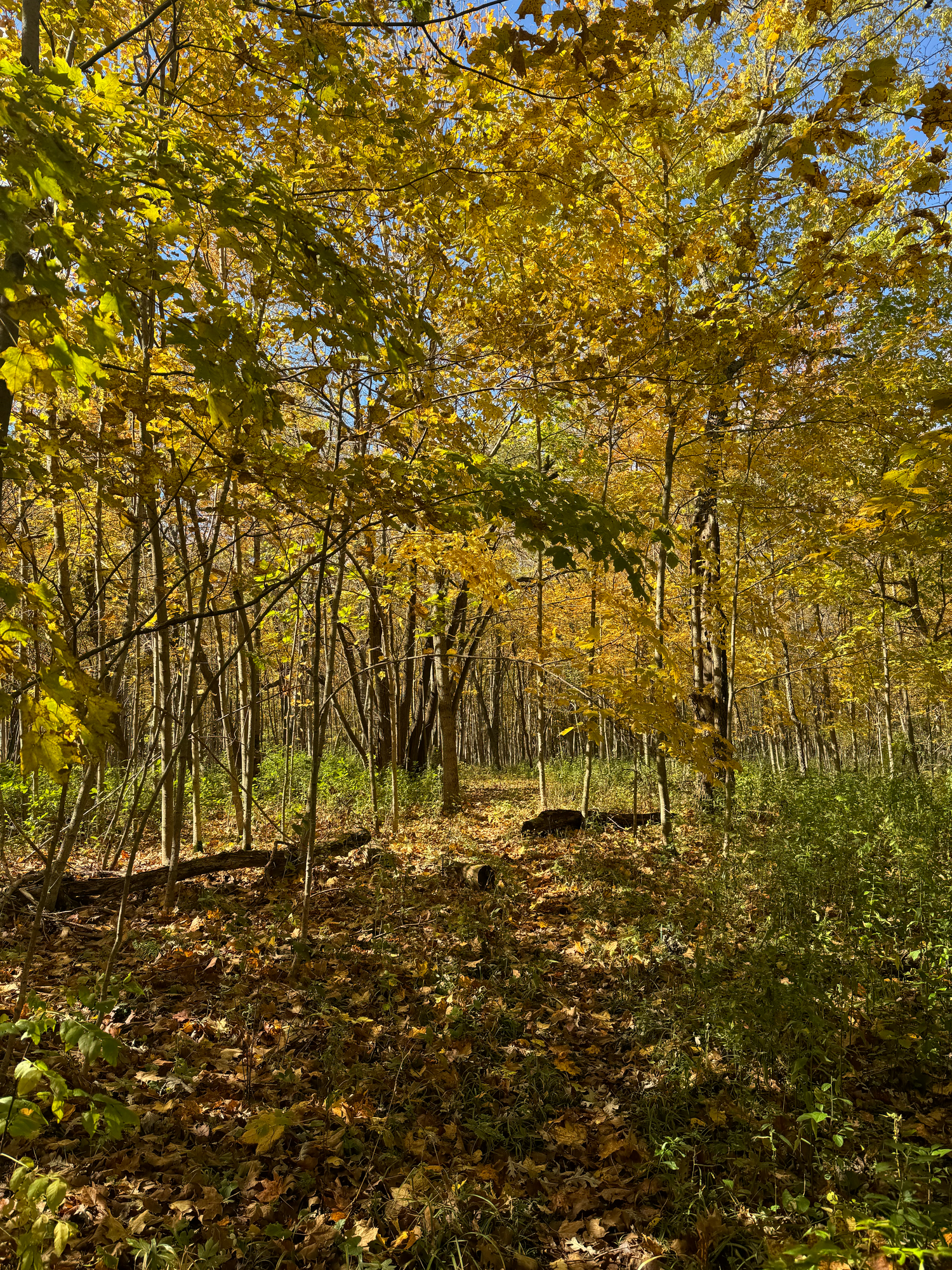 Decorah Woods Ozaukee Washington Land Trust Wisconsin Photographer West Bend