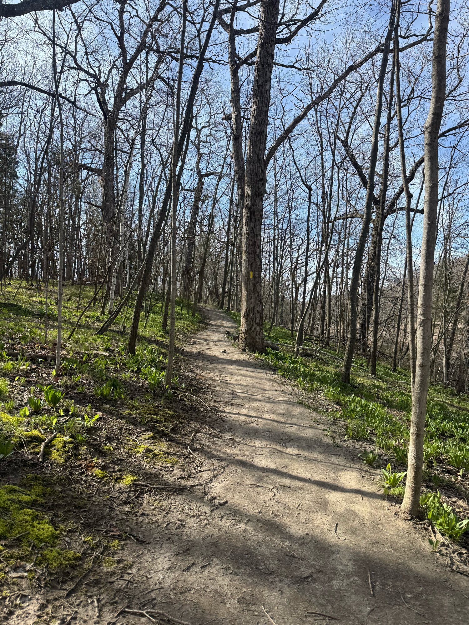 A winding dirt trail curves through a spring forest with bare trees and green undergrowth emerging on the hillside.