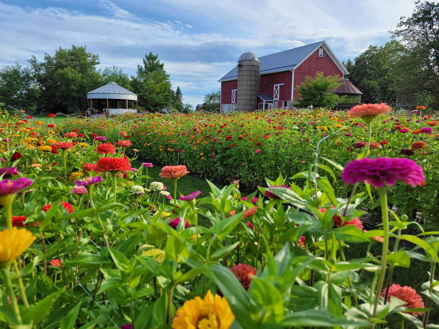 A colorful flower garden with zinnias and marigolds blooms in front of a red barn and gazebo under blue summer skies.
