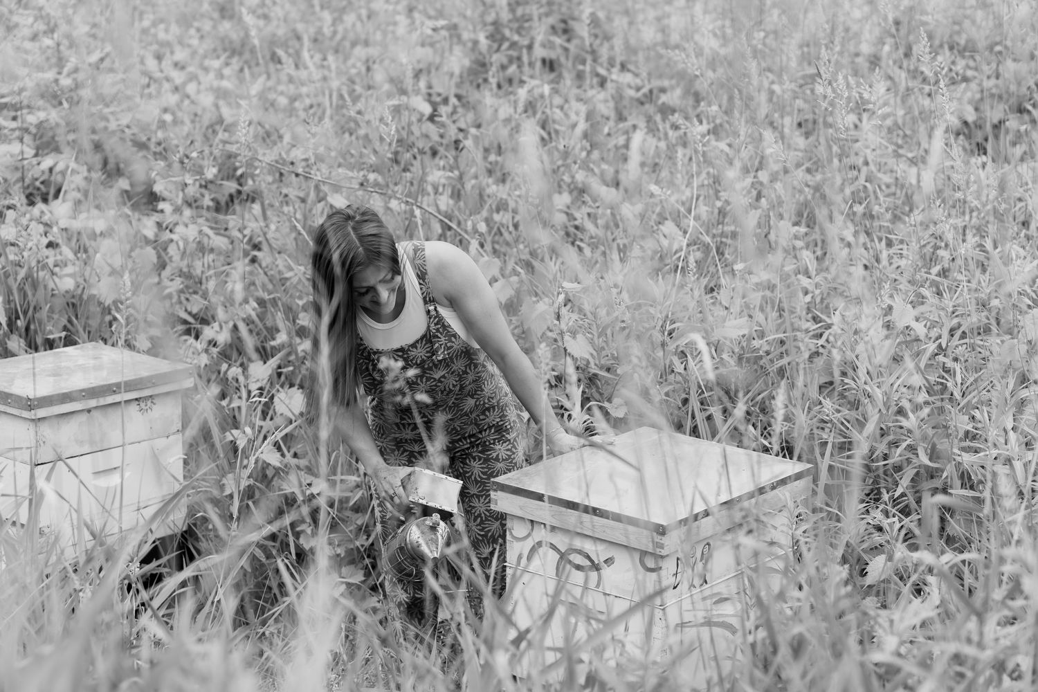 Black and white photo of a beekeeper tending to wooden hive boxes in a wildflower field.