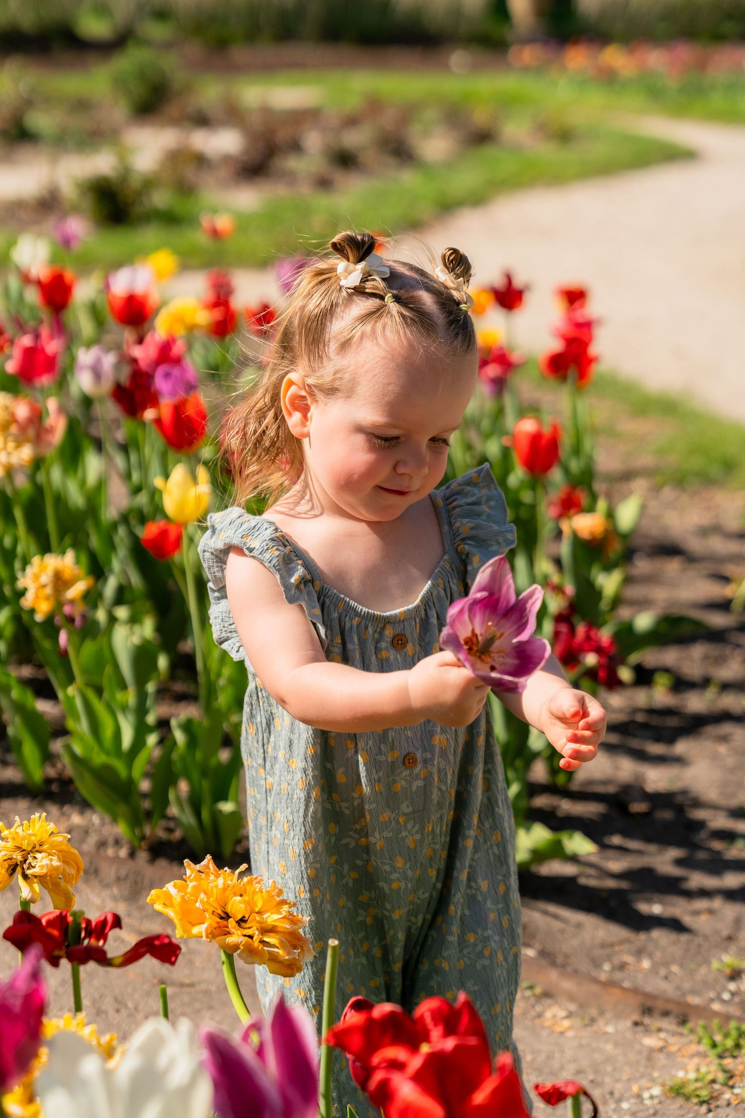 A child in a blue dress examines a tulip in a vibrant spring garden filled with colorful blooms along a garden path.