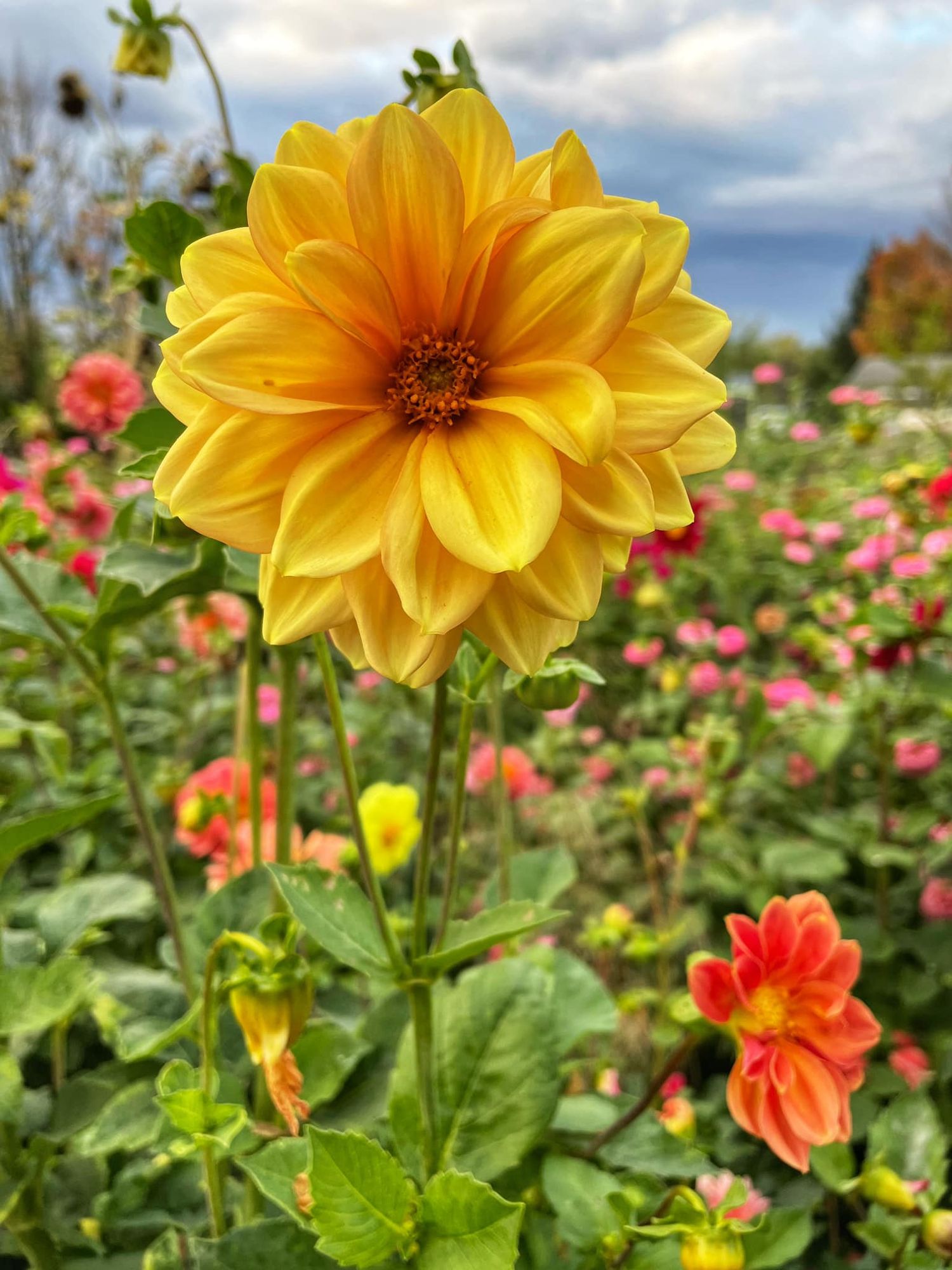 A vibrant yellow dahlia flower stands tall among colorful garden blooms with stormy clouds in the background.