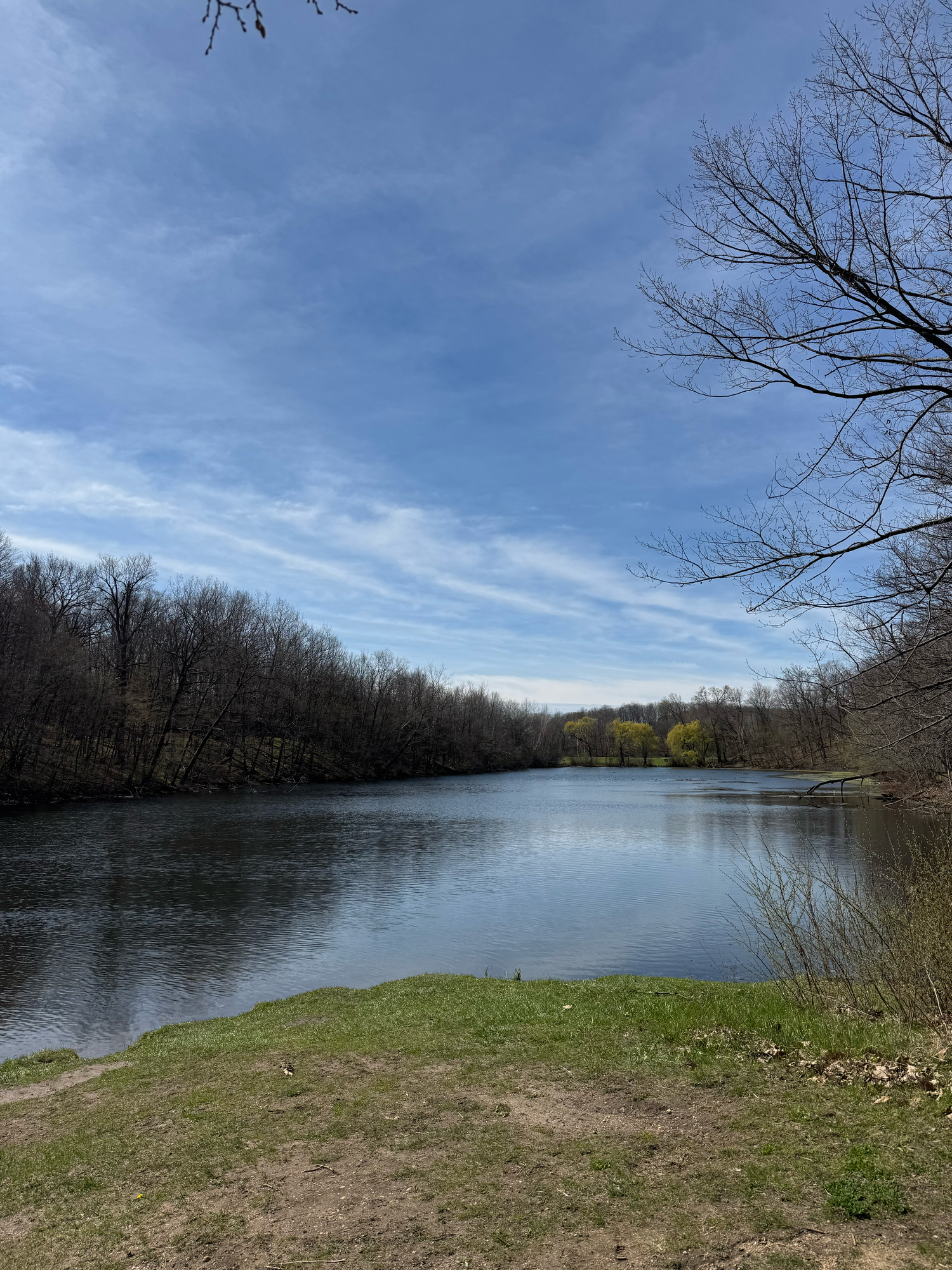 A serene lake view with bare trees along the shoreline and a bright blue sky with wispy clouds reflected in calm waters.
