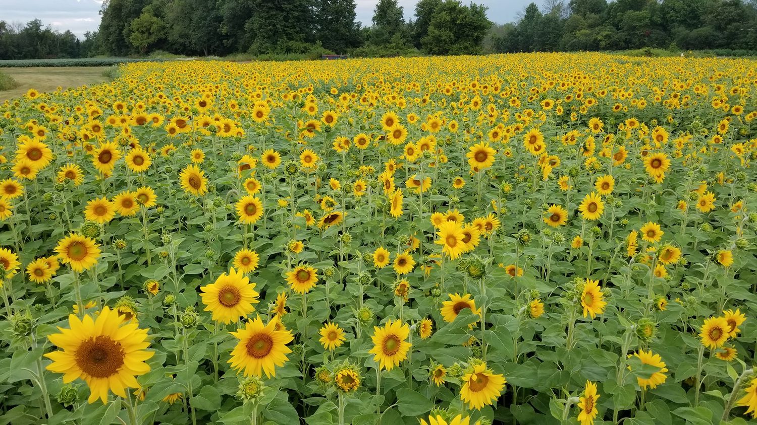A vast field of bright yellow sunflowers stretches across rolling farmland under a green treeline on a summer day.