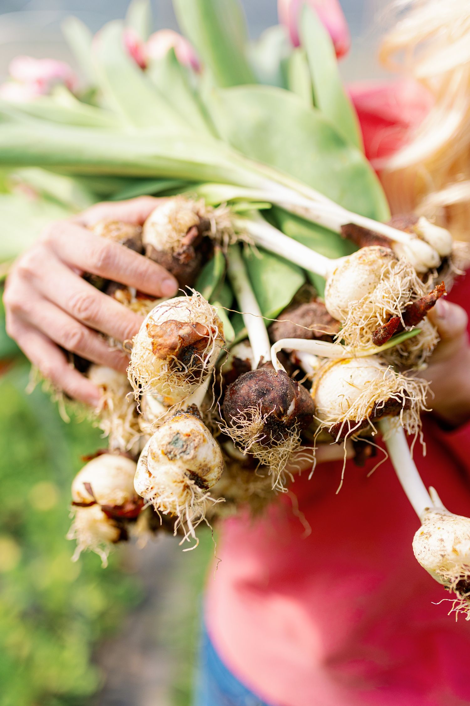 Hands holding freshly harvested onions with roots and stems still attached in a garden setting.