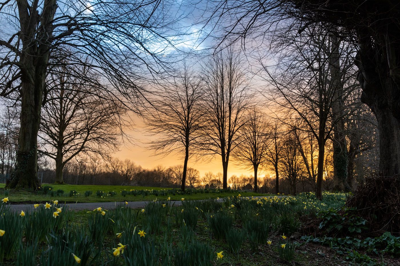 Spring daffodils bloom under bare trees during a vibrant sunset in an English countryside garden.