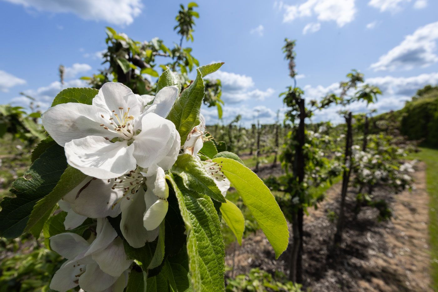 White apple blossoms bloom in a sunny orchard with green leaves against a bright blue spring sky.