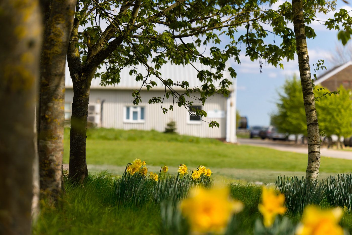 Yellow daffodils bloom in green grass near a white house with trees creating a soft, bokeh spring scene.