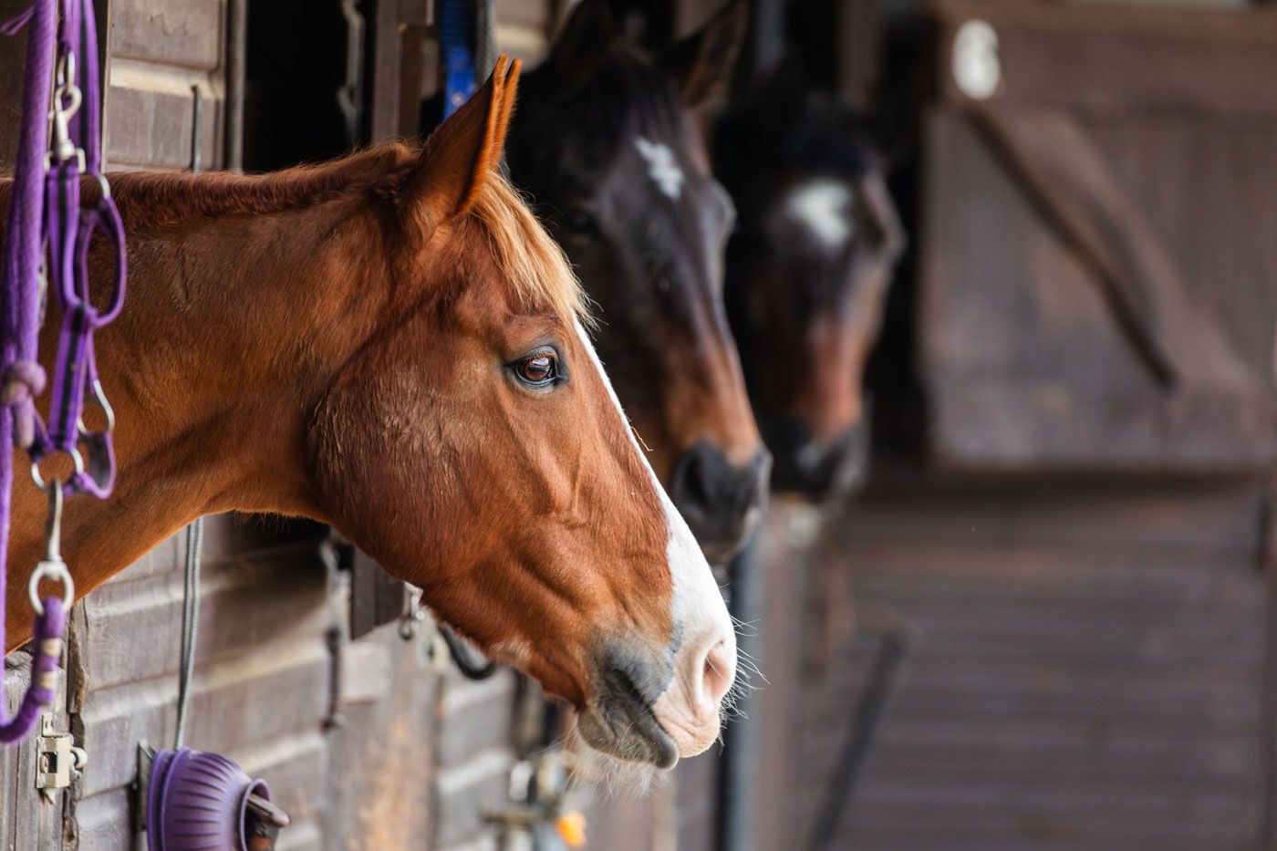 Two horses peek out from their wooden stable stalls, with one chestnut horse in focus showing a distinctive blaze marking.