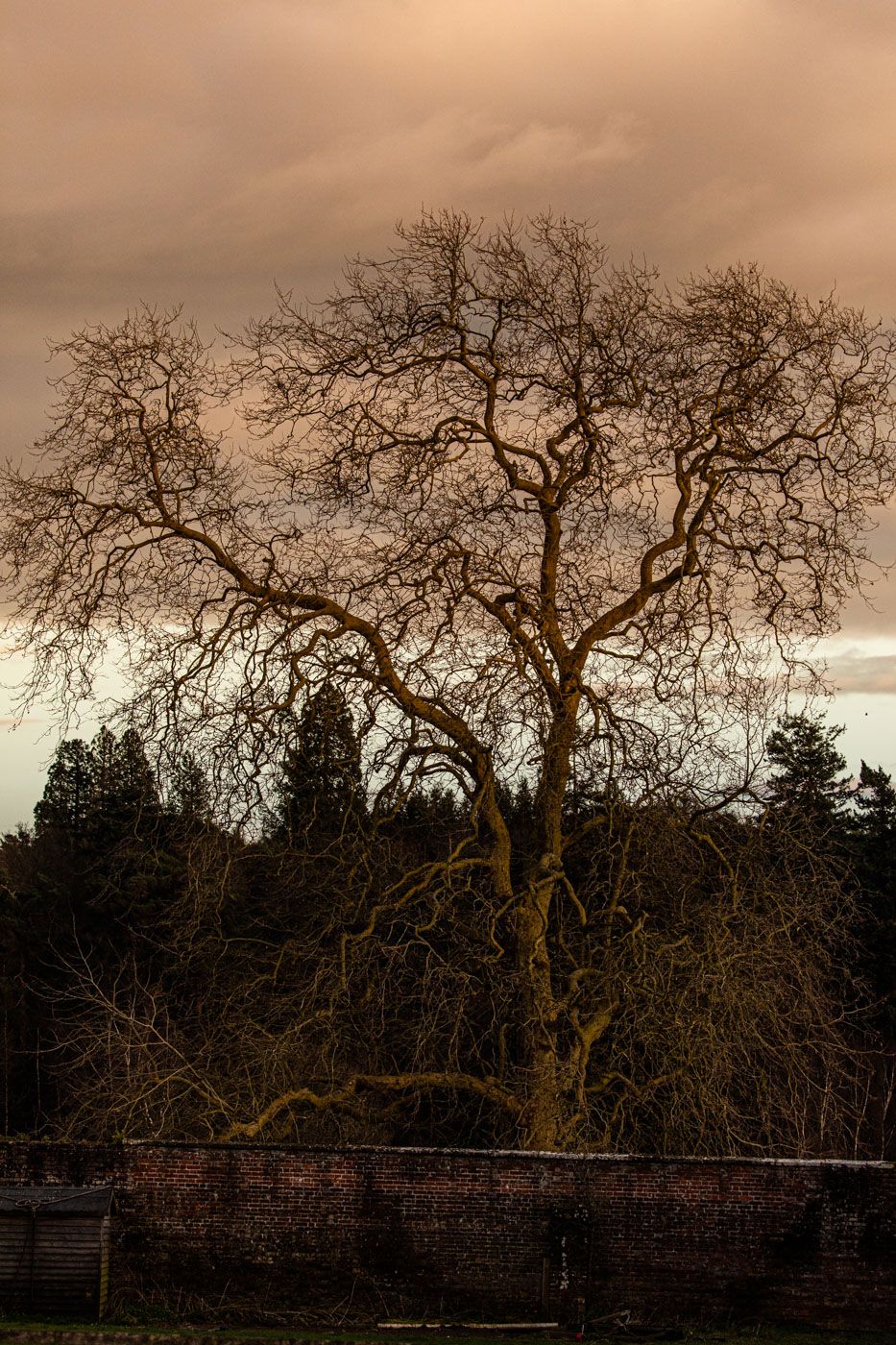 A bare tree silhouette stands against a moody sunset sky above an old brick wall in a dramatic winter scene.