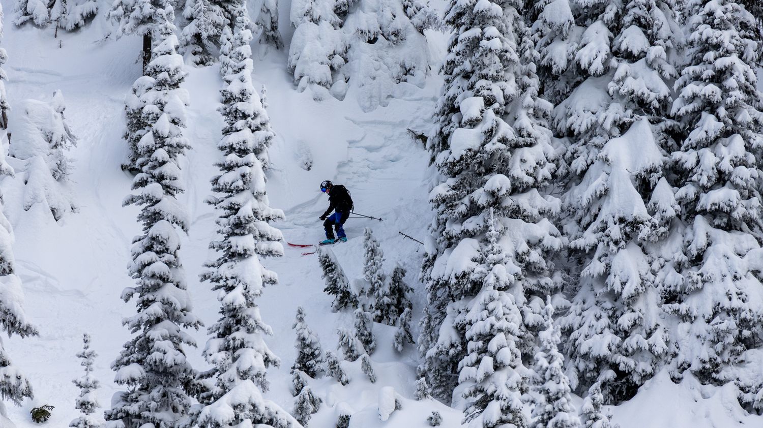 A skier descends through deep powder snow between snow-covered evergreen trees in a backcountry setting.