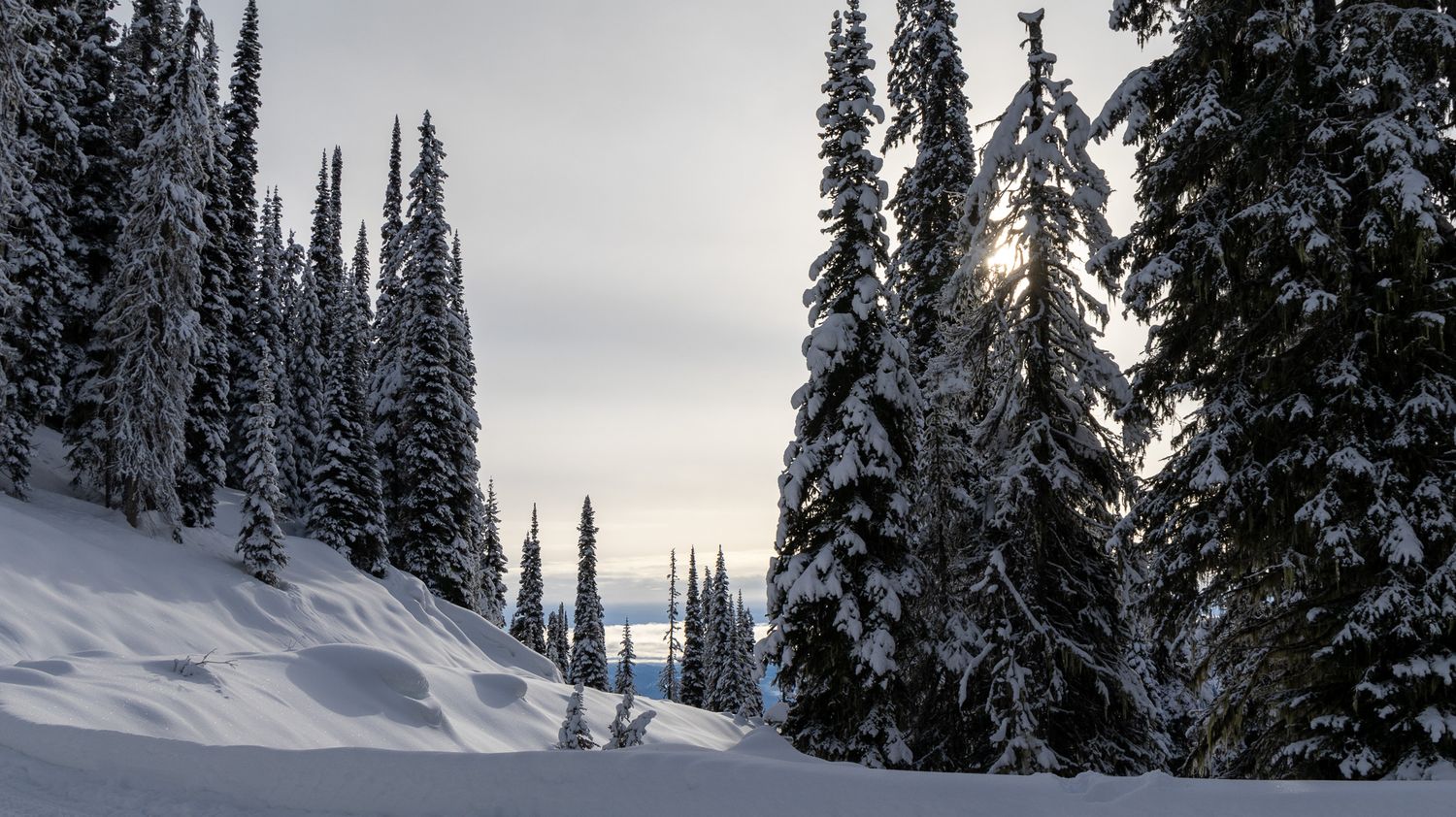 Snow-covered evergreen trees line a winter mountain slope with sunlight peeking through the branches.