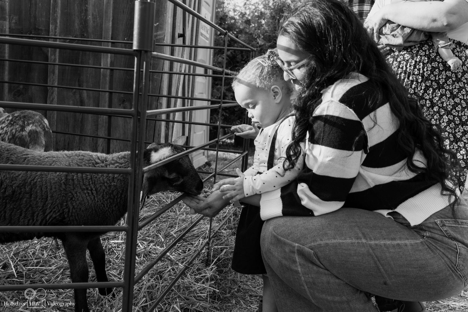Two people feed and interact with a small farm animal through a metal fence.