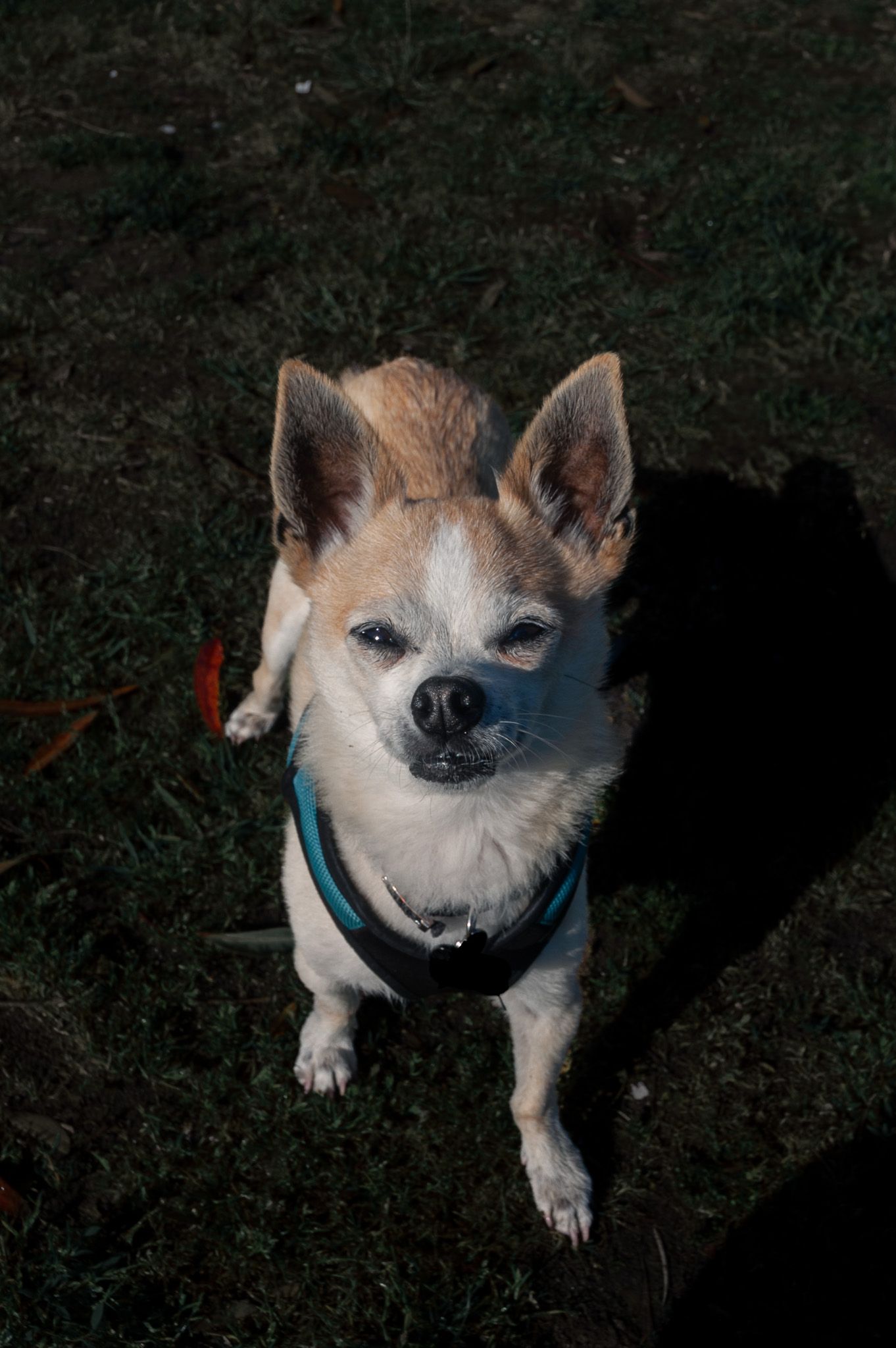 Tan Chihuahua mix dog wearing blue collar stands on grass looking up at camera with alert expression.