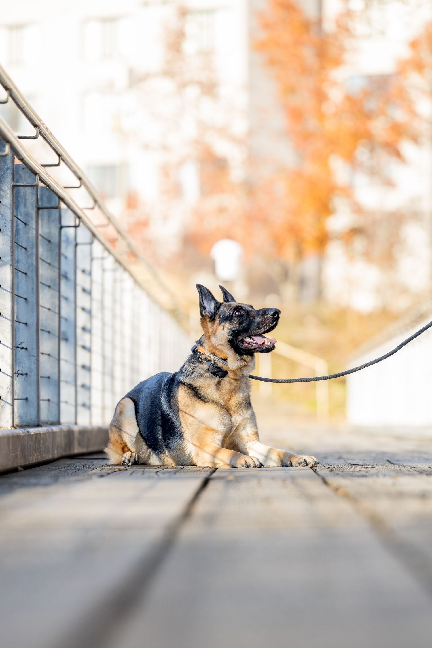 A german shepard dog looking at owner