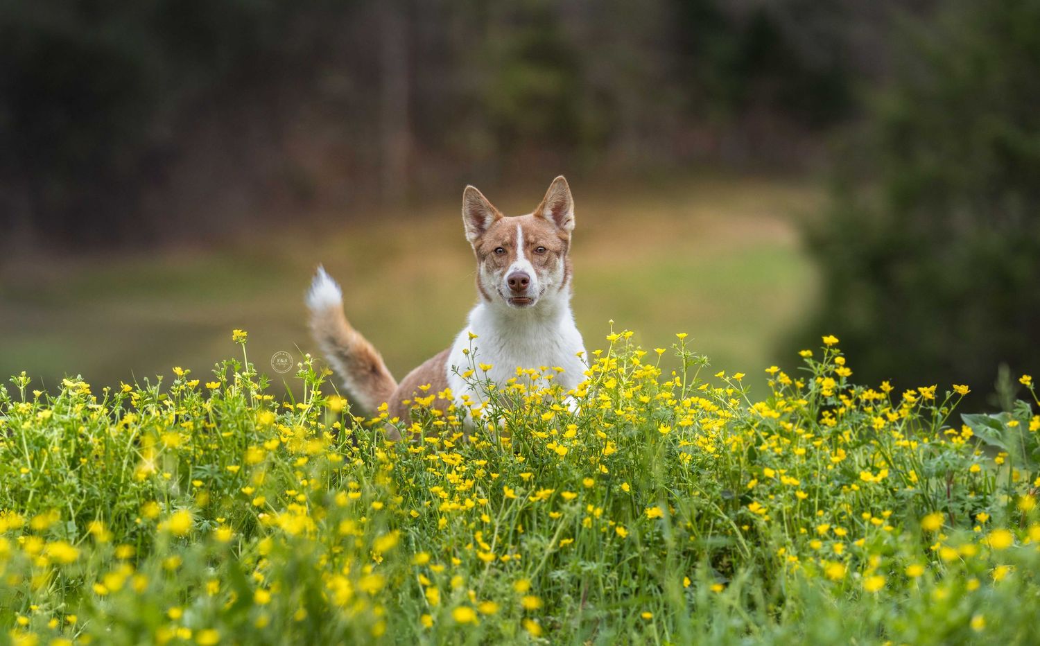 White and orange dog sits in a blooming yellow wildflower field with a blurred forest background.