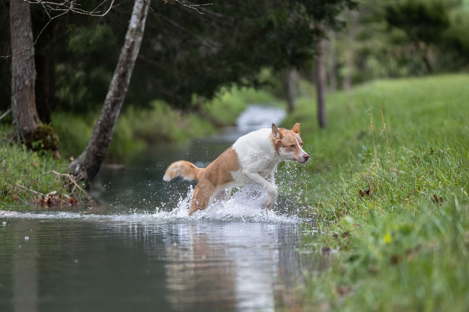 A wet dog runs and splashes through shallow water along a grassy bank.
