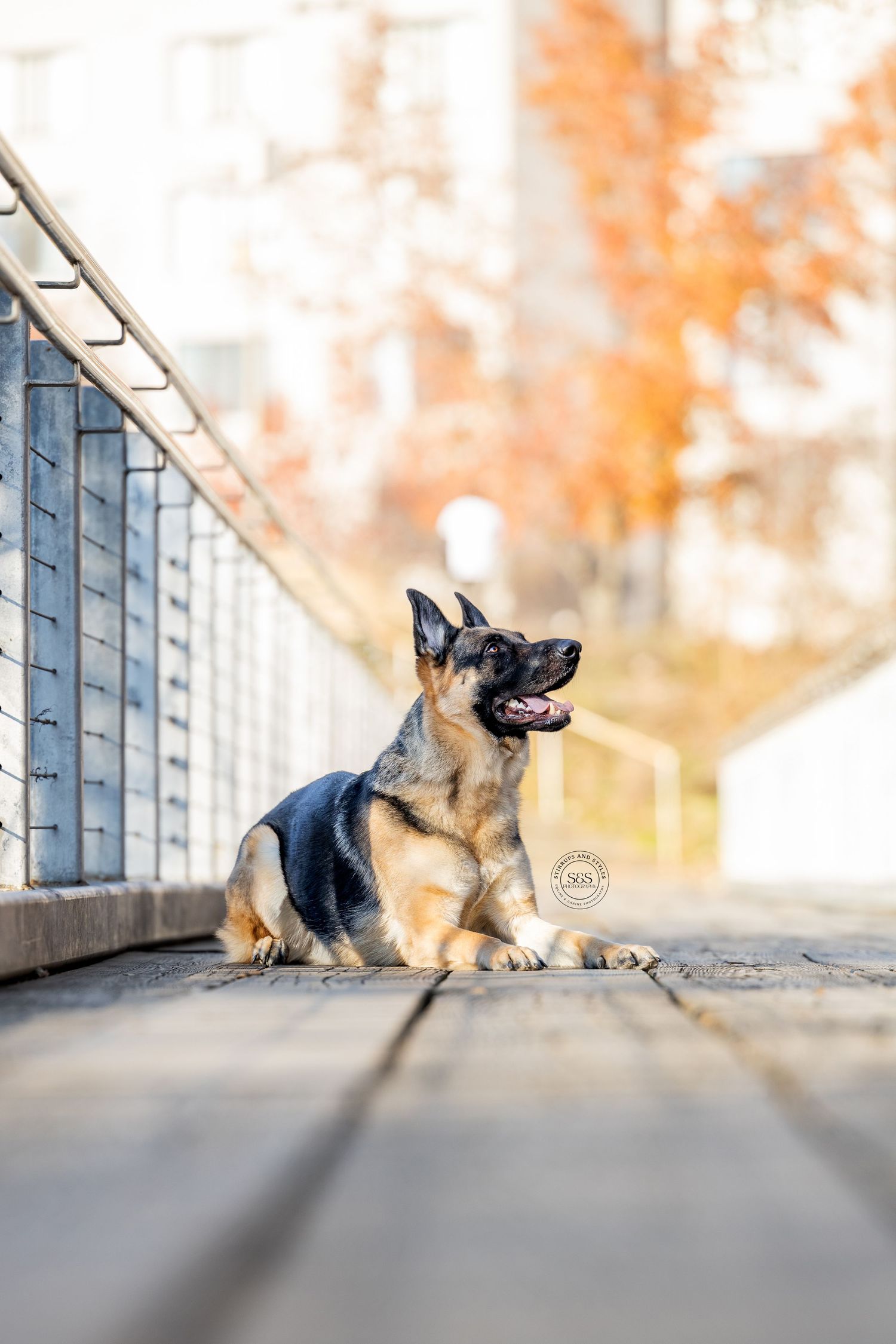 A german shepard dog looking at owner