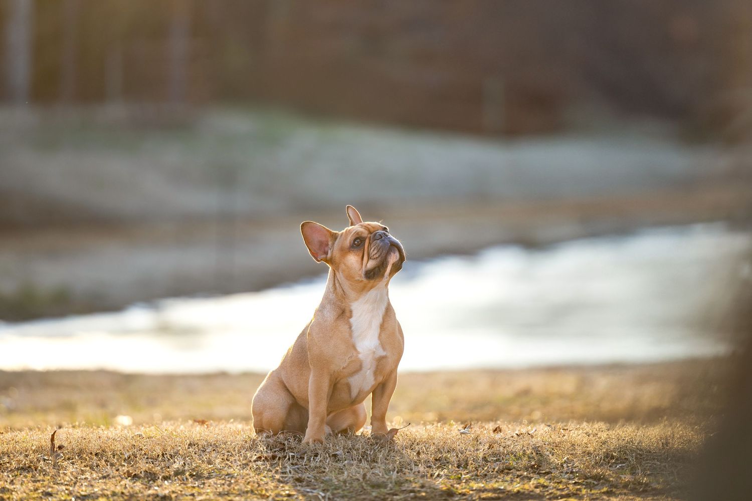 A tan chihuahua puppy sits alertly in golden afternoon sunlight.