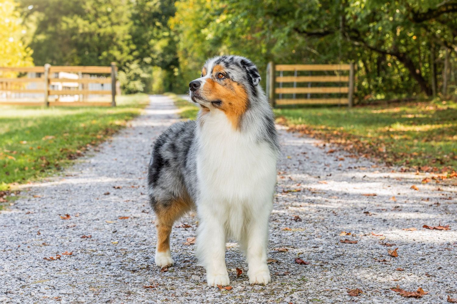 An Australian Shepherd stands proudly on a gravel path with wooden fencing in the background.