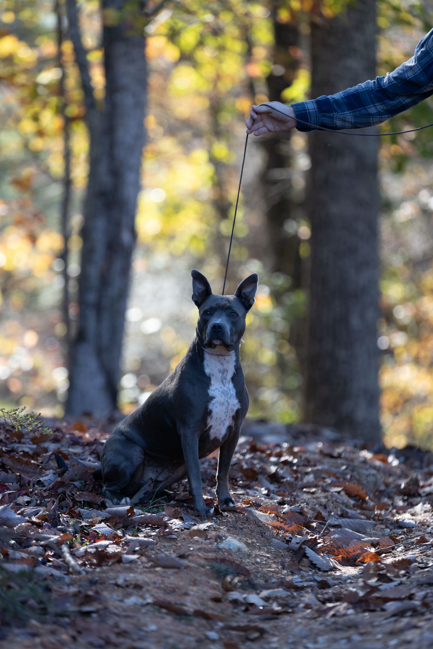 Pit bull posing for camera